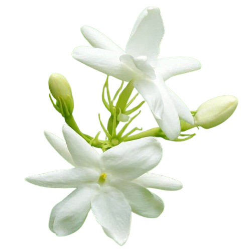 Fresh Flowers & Plants