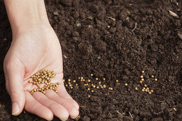 Seeds & Plant Saplings