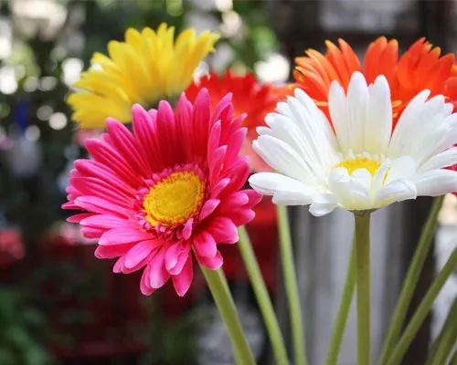 Natural Decorative Flowers
