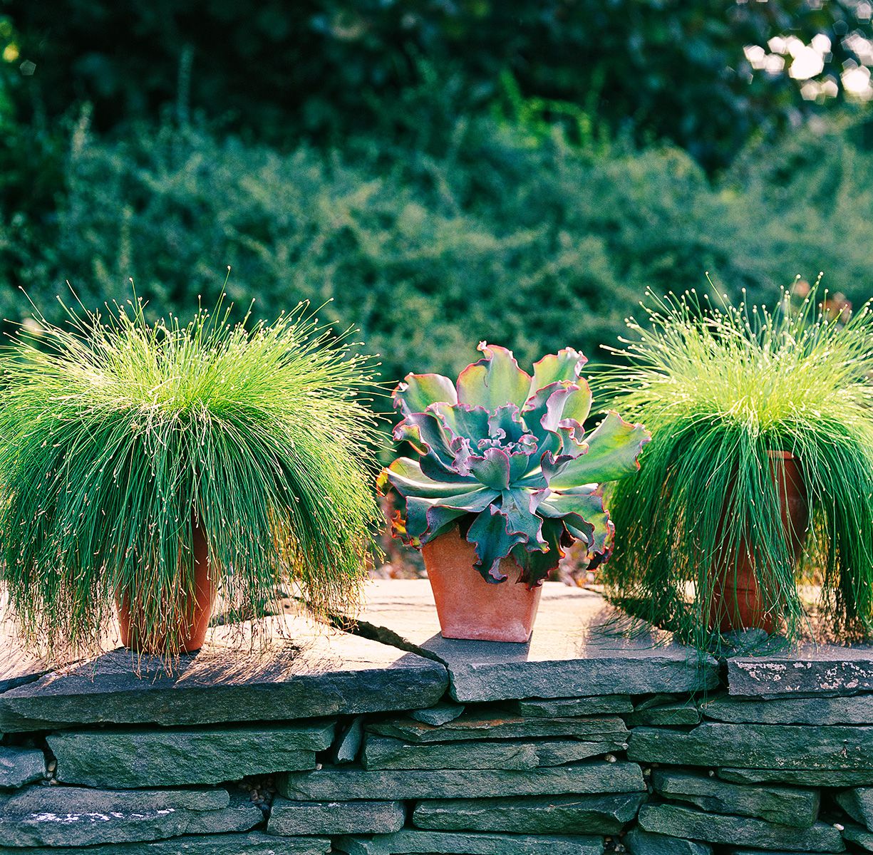 Decorative Garden Plants