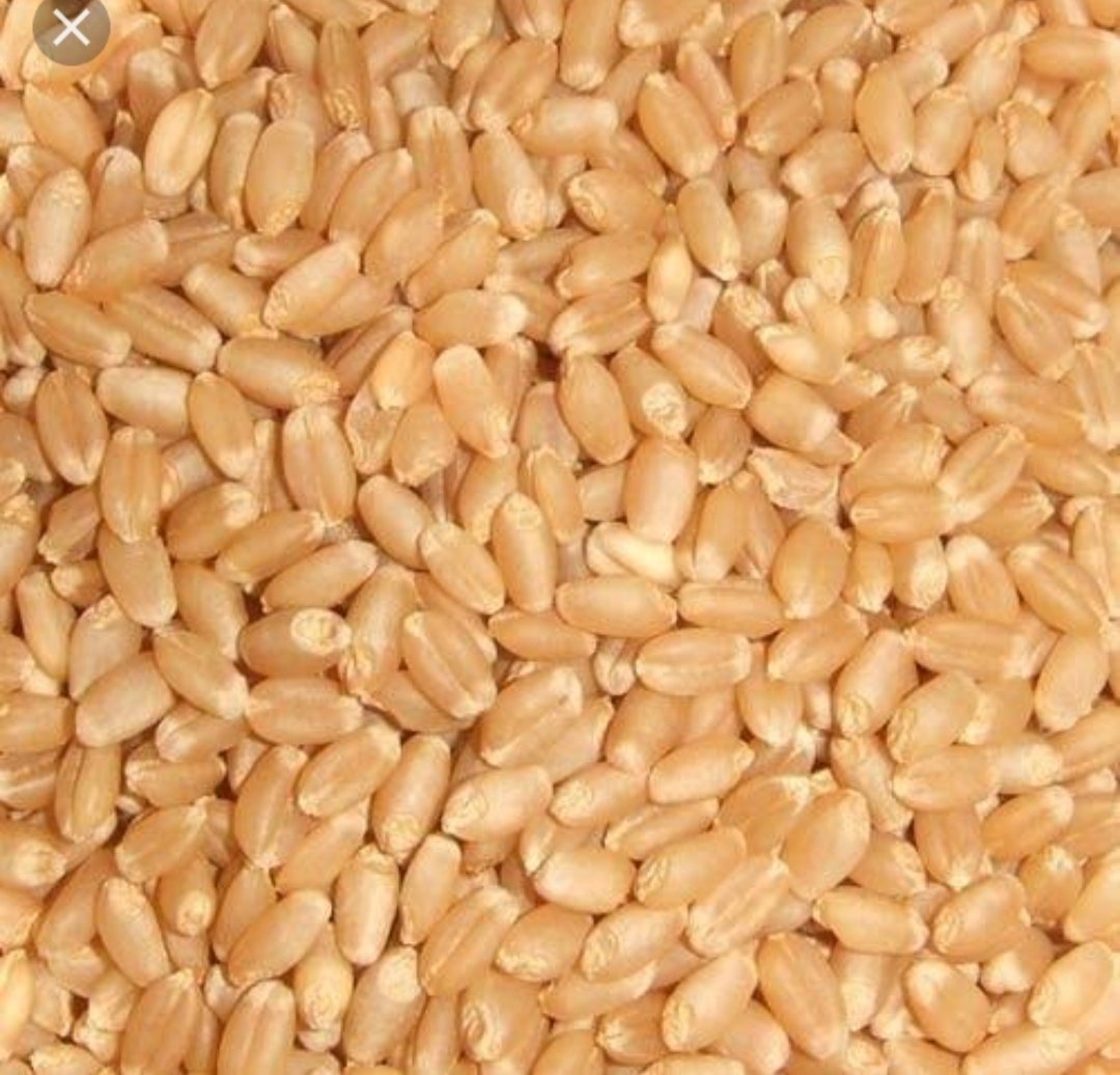 Premium Grain Seeds