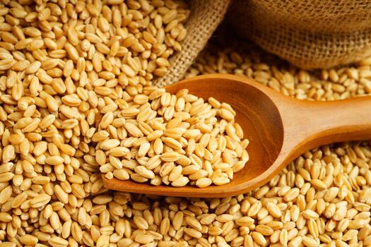 Durum Wheat