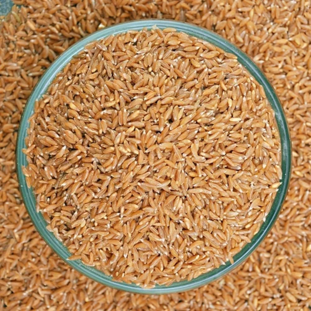 Khapli Wheat
