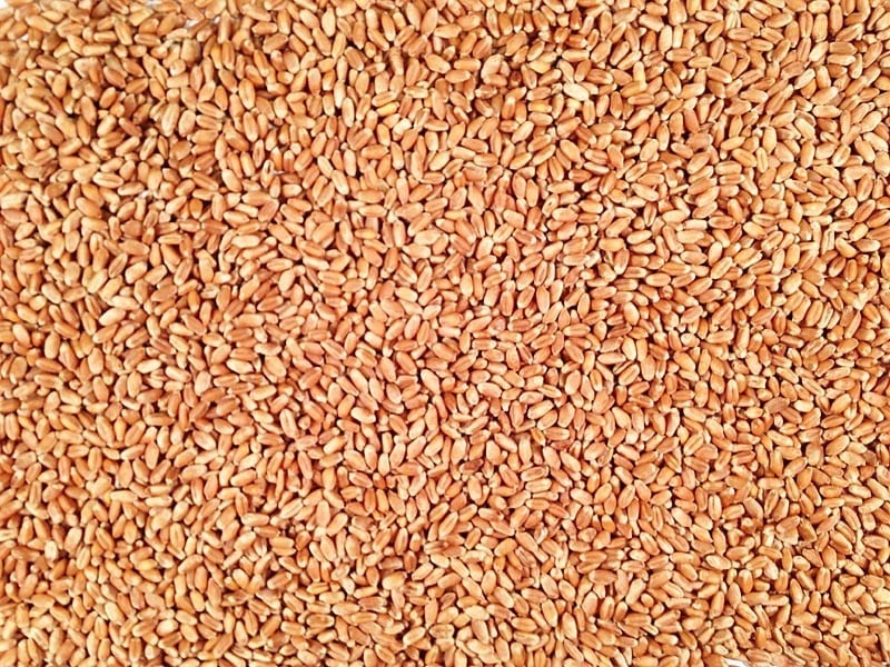Hard Red Wheat
