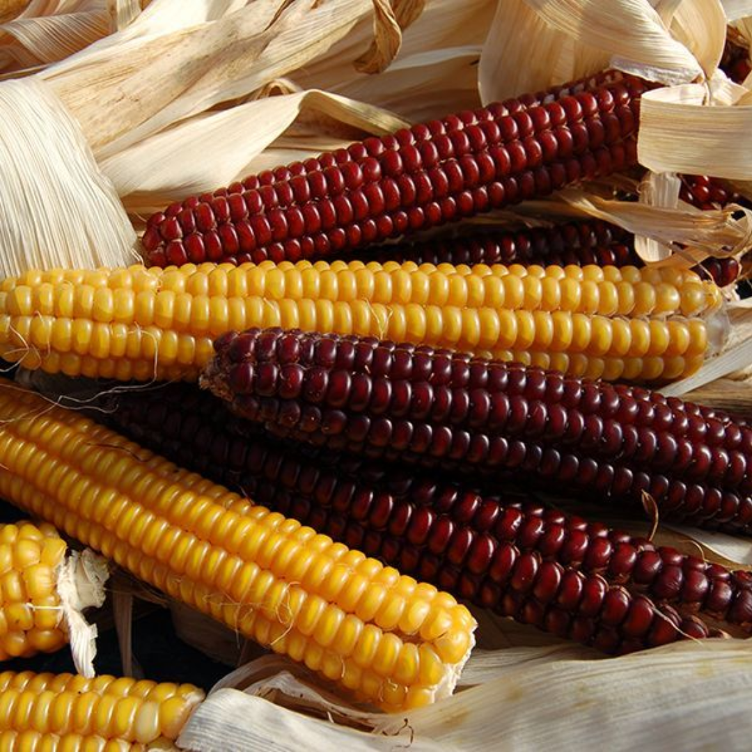 Flint Corn