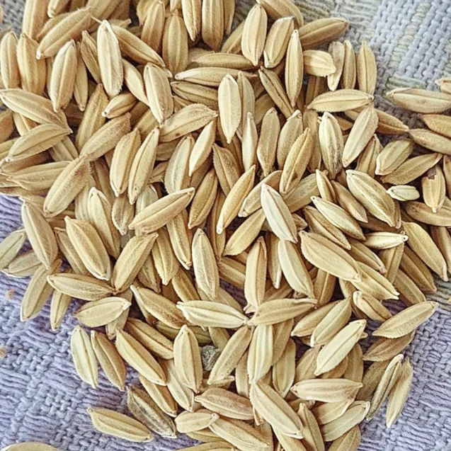 Rice Seeds