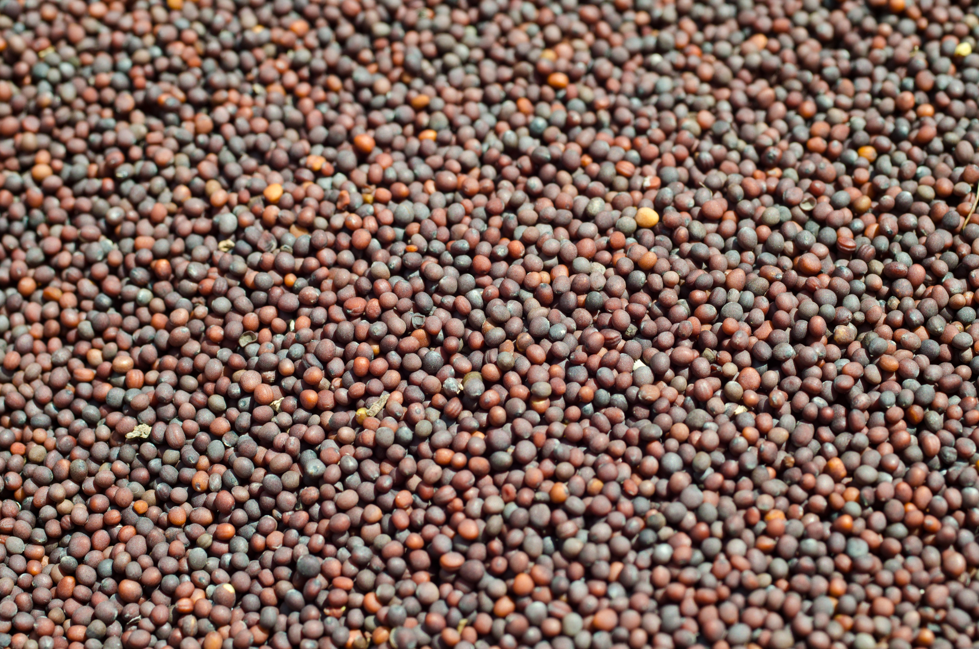 Mustard Seeds