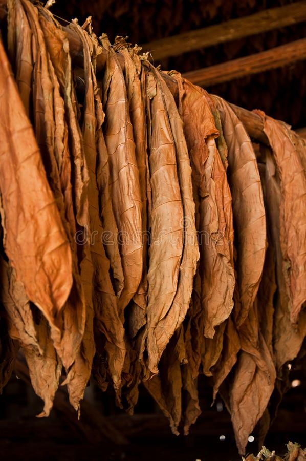 Dried Flue-Cured Tobacco