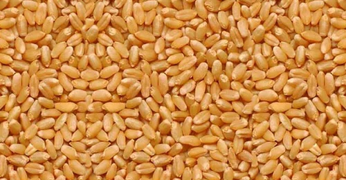 Lokwan Wheat