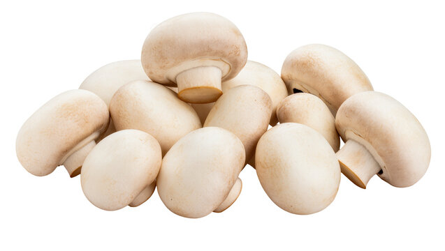 Button Mushroom