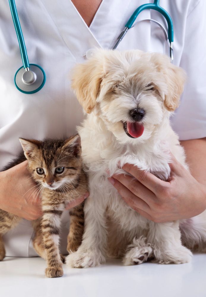 Animal Medicines and Health Care